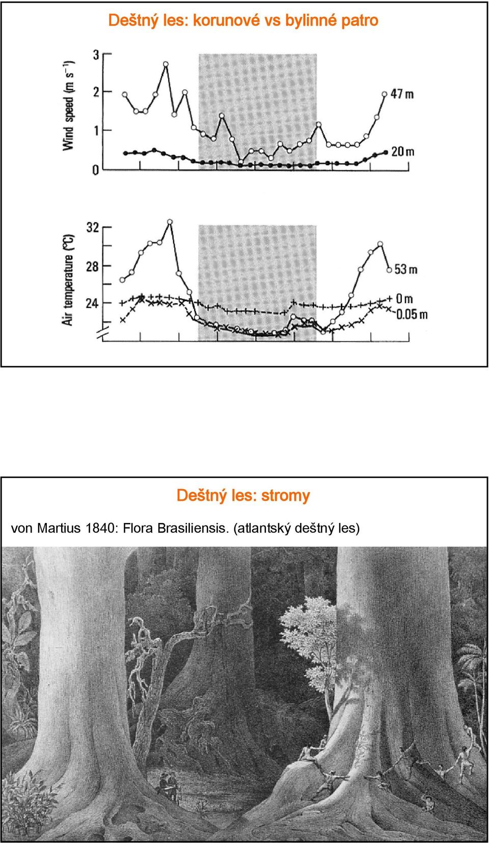 stromy von Martius 1840: