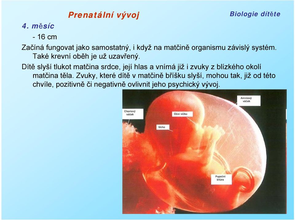 Dítě slyší tlukot matčina srdce, její hlas a vnímá již i zvuky z blízkého okolí