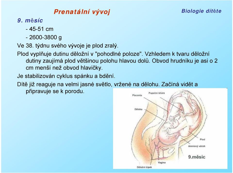 Vzhledem k tvaru děložní dutiny zaujímá plod většinou polohu hlavou dolů.