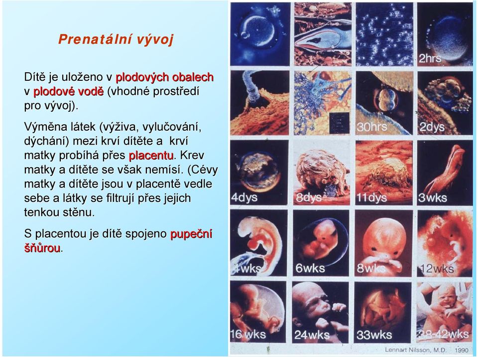 přes placentu.. Krev matky a dítěte d te se však v nemísí.