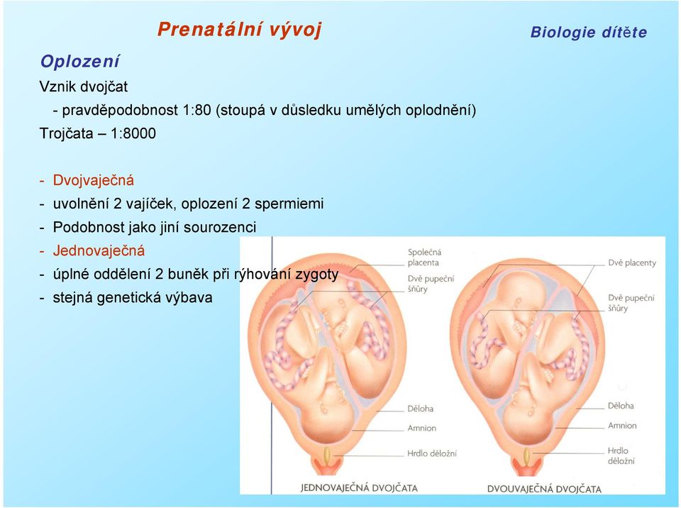 vajíček, oplození 2 spermiemi - Podobnost jako jiní sourozenci -