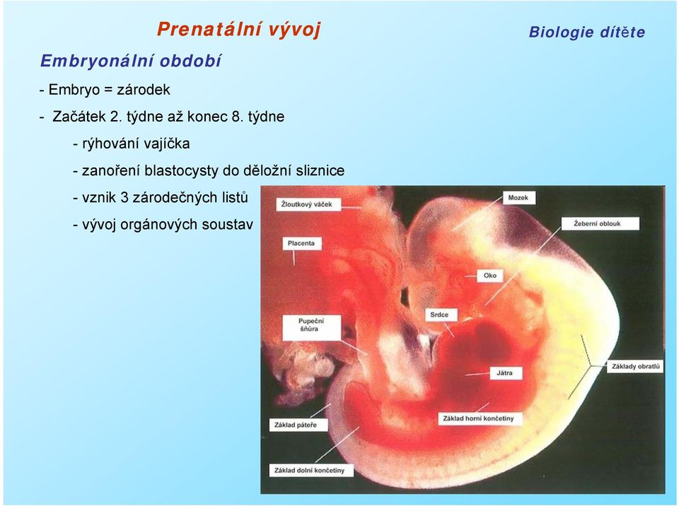 týdne - rýhování vajíčka - zanoření blastocysty