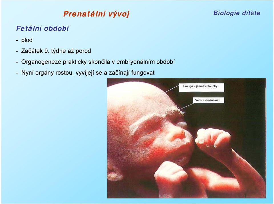 skončila v embryonálním období - Nyní