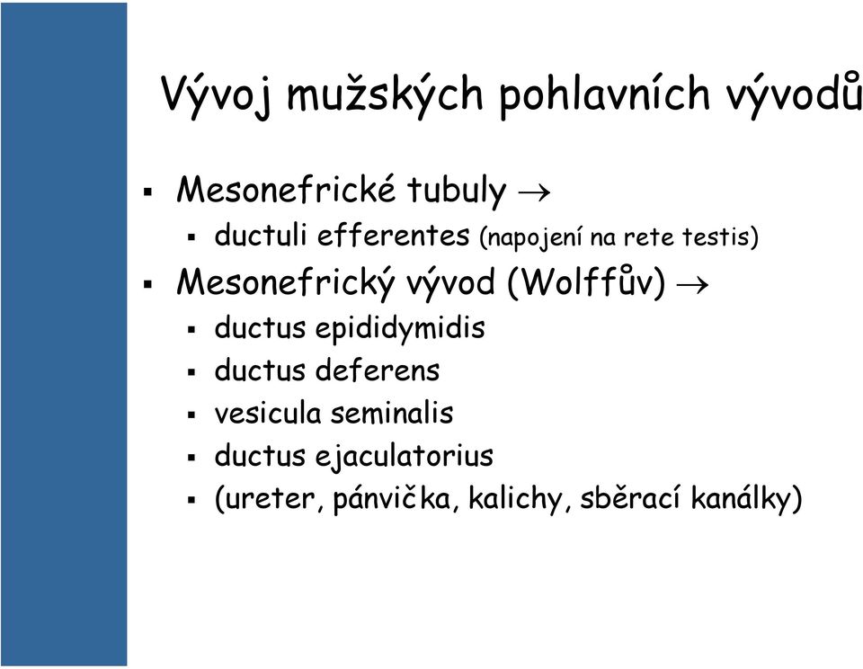 (Wolffův) ductus epididymidis ductus deferens vesicula
