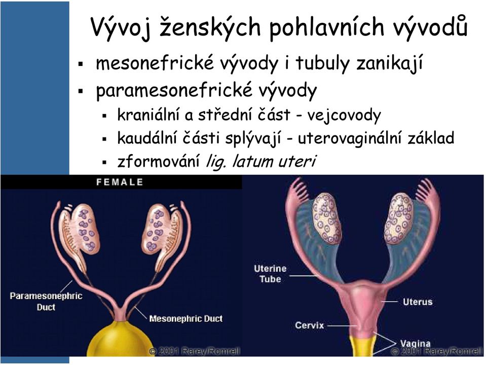 kraniální a střední část - vejcovody kaudální části