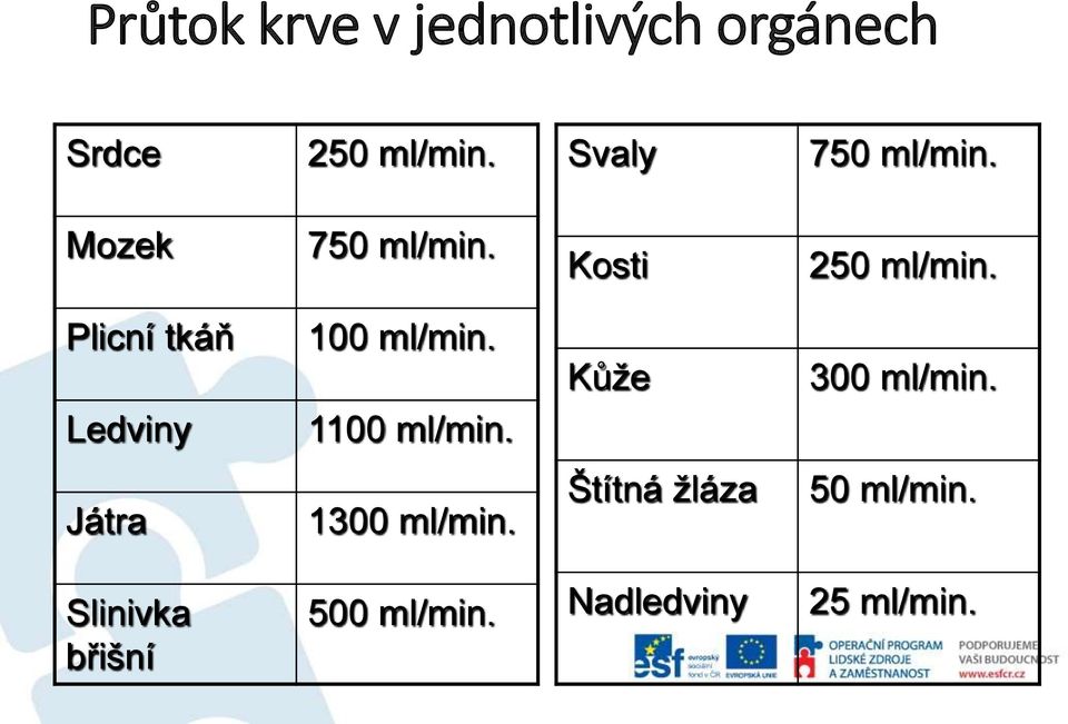 Plicní tkáň Ledviny 100 ml/min. 1100 ml/min. Kůže 300 ml/min.