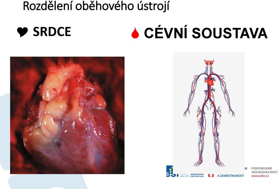 ústrojí