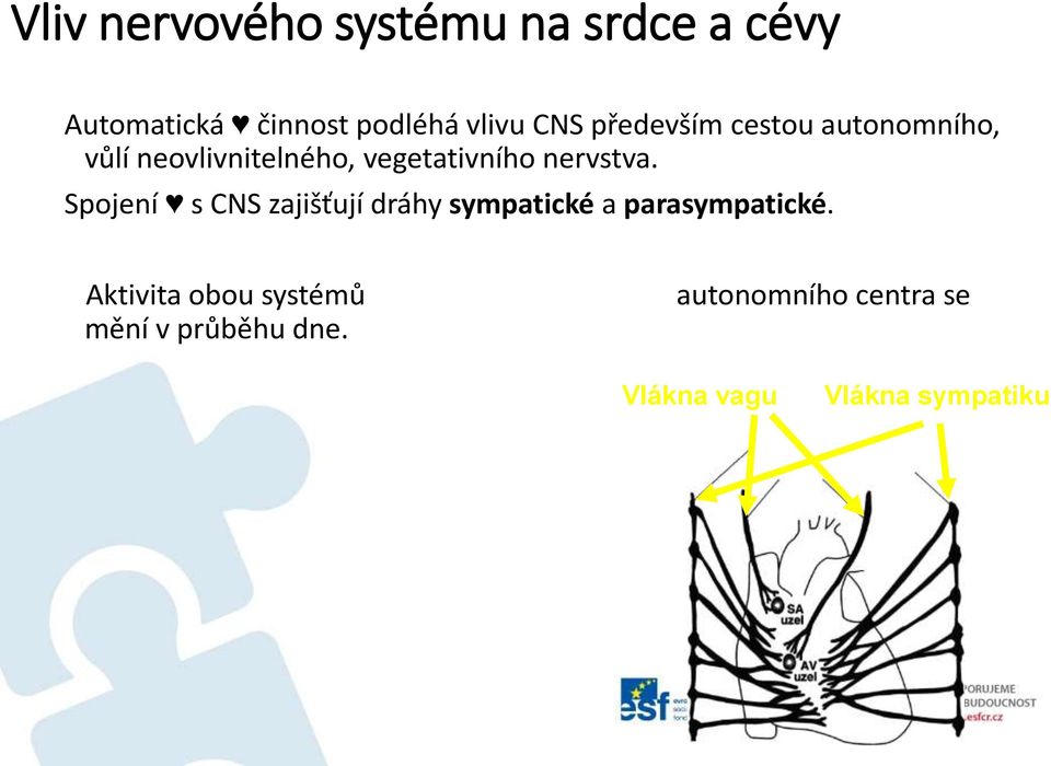 Spojení s CNS zajišťují dráhy sympatické a parasympatické.