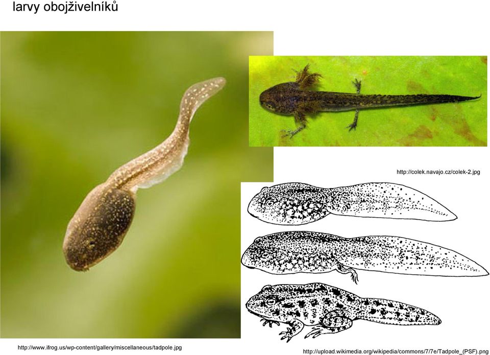 us/wp-content/gallery/miscellaneous/tadpole.