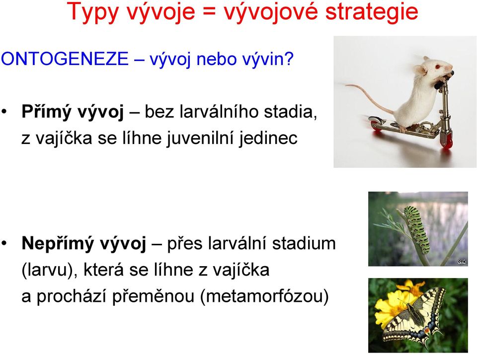 Přímý vývoj bez larválního stadia, z vajíčka se líhne