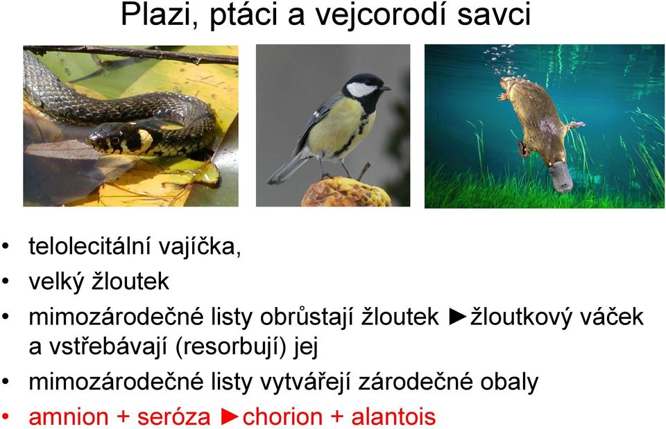 žloutkový váček a vstřebávají (resorbují) jej