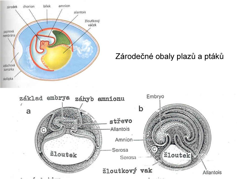 plazů a