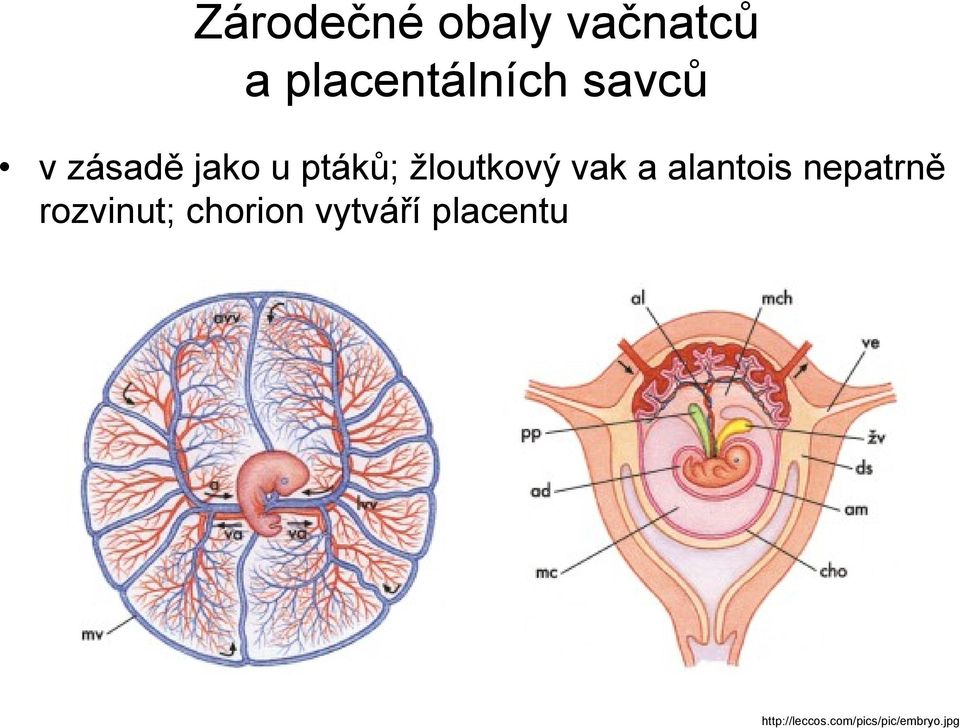 a alantois nepatrně rozvinut; chorion