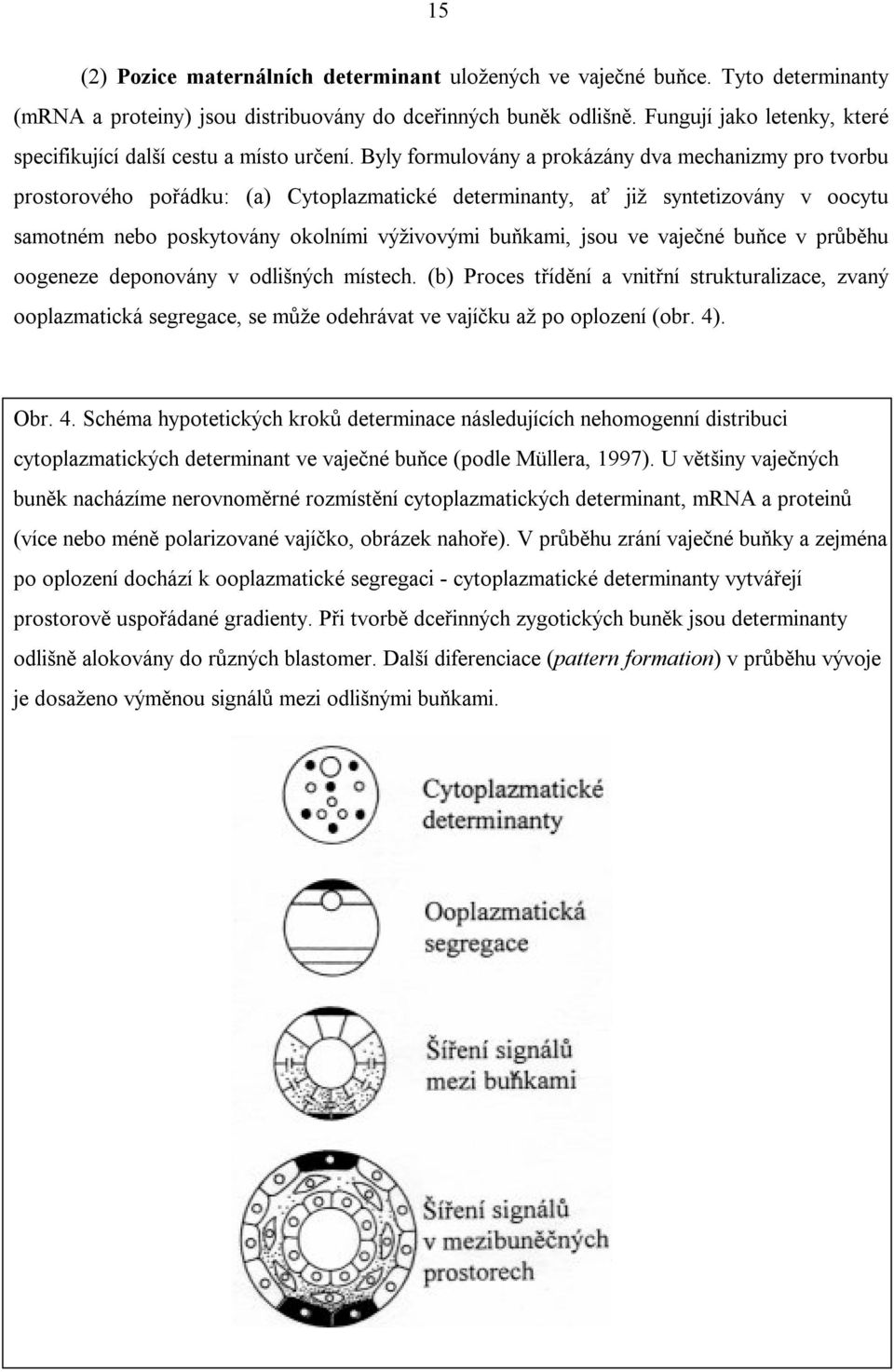 Byly formulovány a prokázány dva mechanizmy pro tvorbu prostorového pořádku: (a) Cytoplazmatické determinanty, ať již syntetizovány v oocytu samotném nebo poskytovány okolními výživovými buňkami,