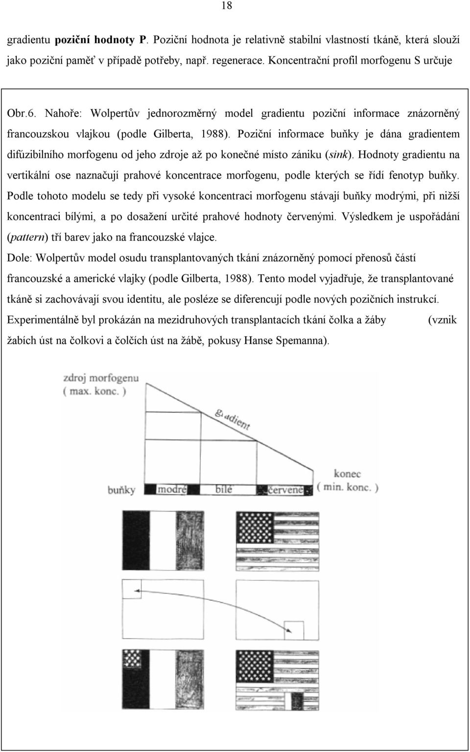 Poziční informace buňky je dána gradientem difúzibilního morfogenu od jeho zdroje až po konečné místo zániku (sink).