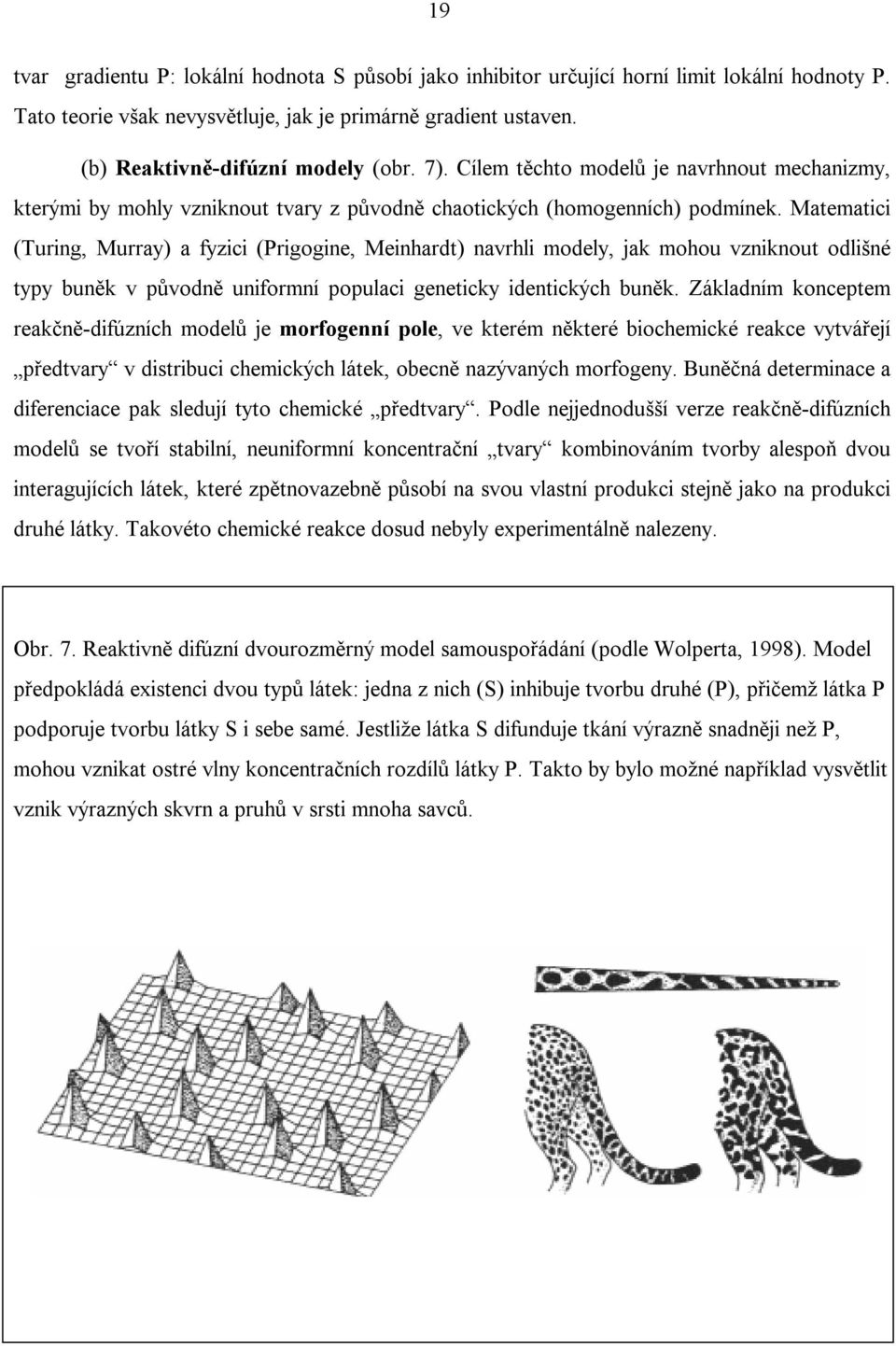 Matematici (Turing, Murray) a fyzici (Prigogine, Meinhardt) navrhli modely, jak mohou vzniknout odlišné typy buněk v původně uniformní populaci geneticky identických buněk.