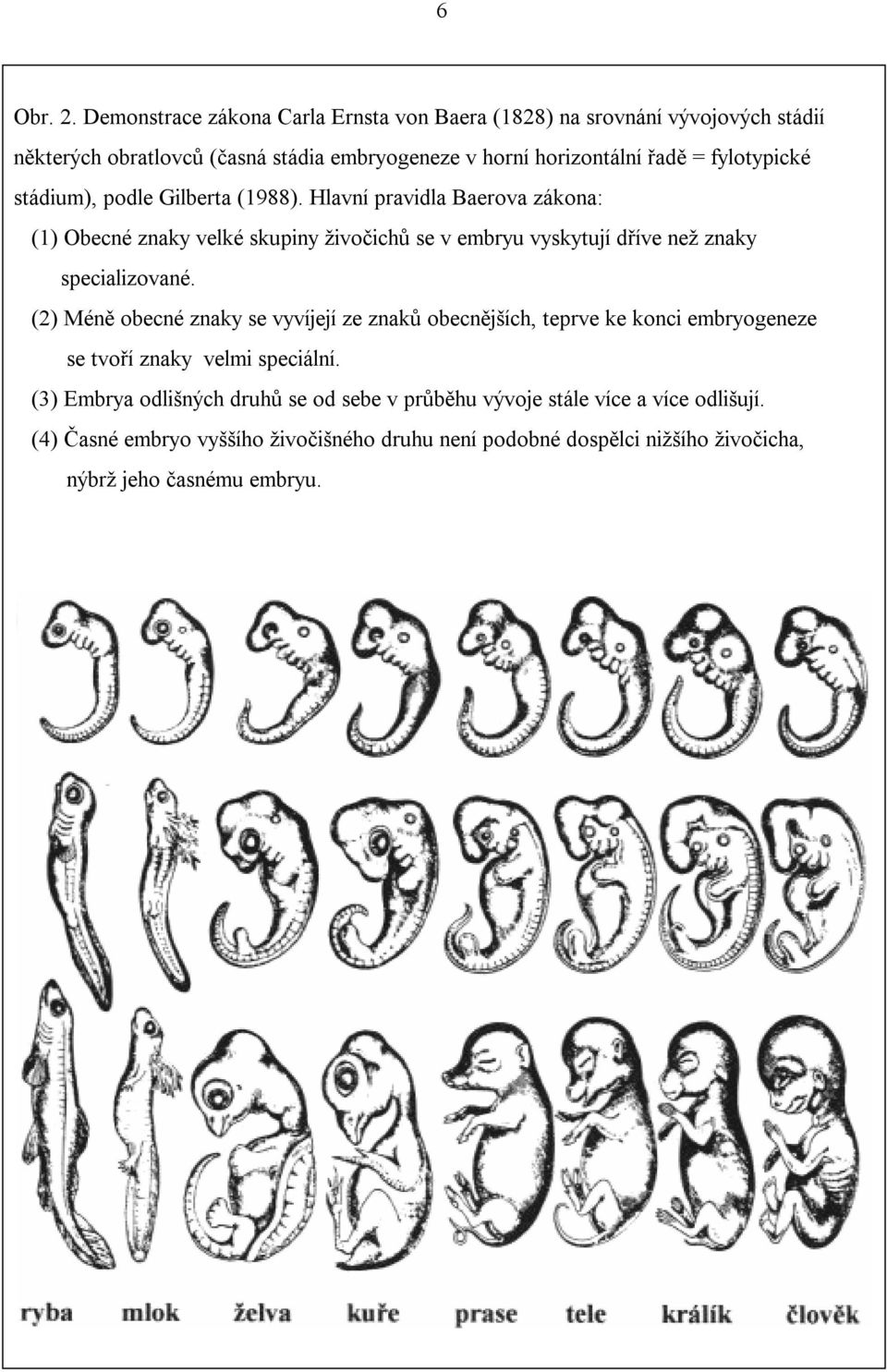 fylotypické stádium), podle Gilberta (1988).