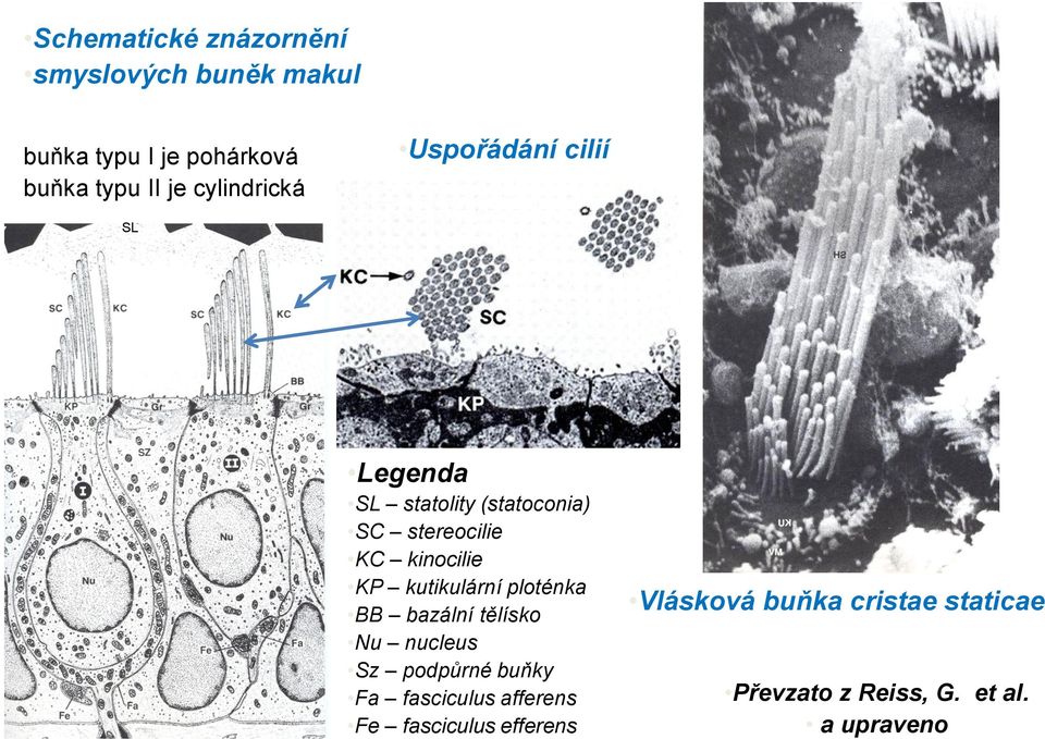 kinocilie KP kutikulární ploténka BB bazální tělísko Nu nucleus Sz podpůrné buňky Fa