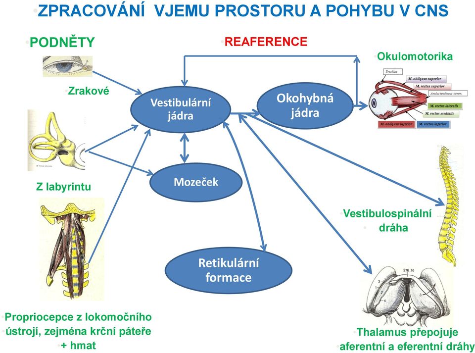 Mozeček Vestibulospinální dráha Retikulární formace Propriocepce z