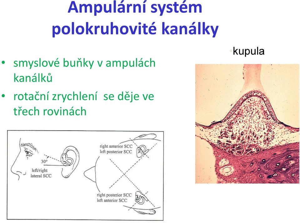 ampulách kanálků rotační