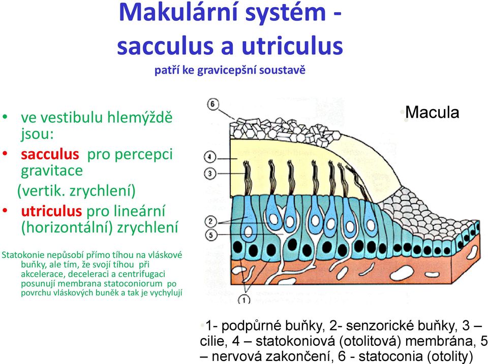 zrychlení) utriculus pro lineární (horizontální) zrychlení Macula Makula Statokonie nepůsobí přímo tíhou na vláskové buňky, ale tím,