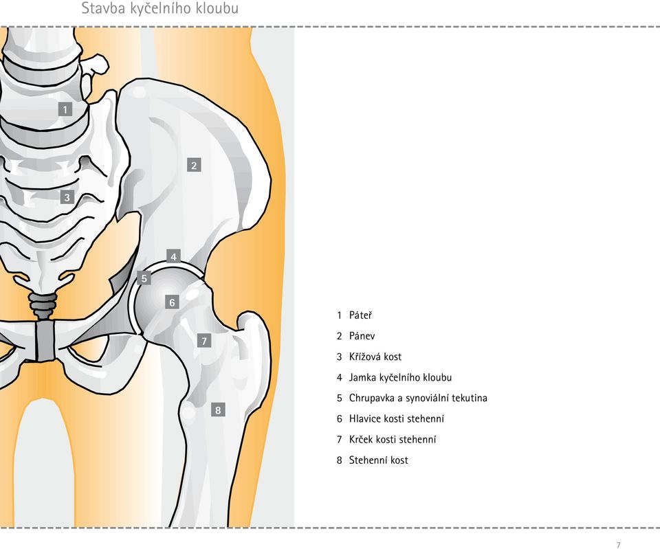 5 Chrupavka a synoviální tekutina 6 Hlavice