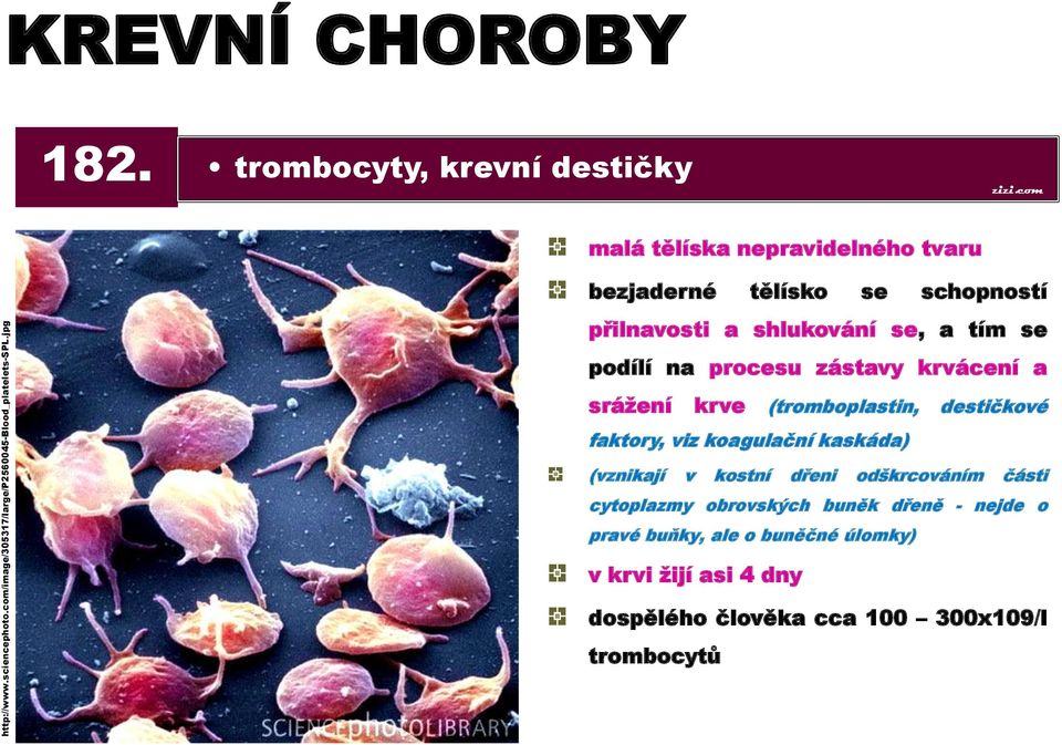 podílí na procesu zástavy krvácení a srážení krve (tromboplastin, faktory, viz koagulační kaskáda) destičkové (vznikají v kostní