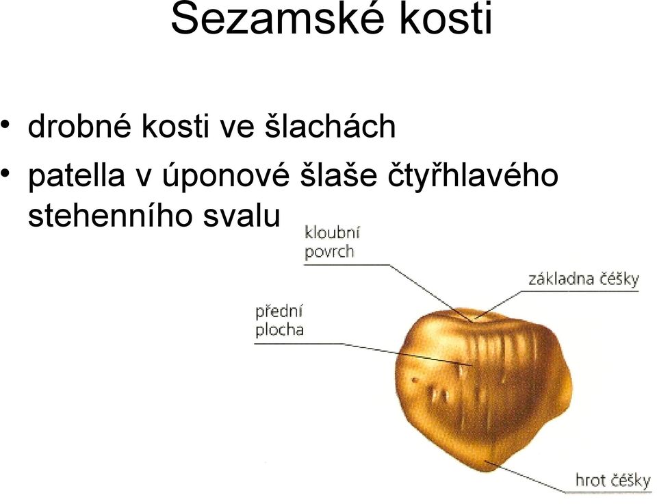 patella v úponové