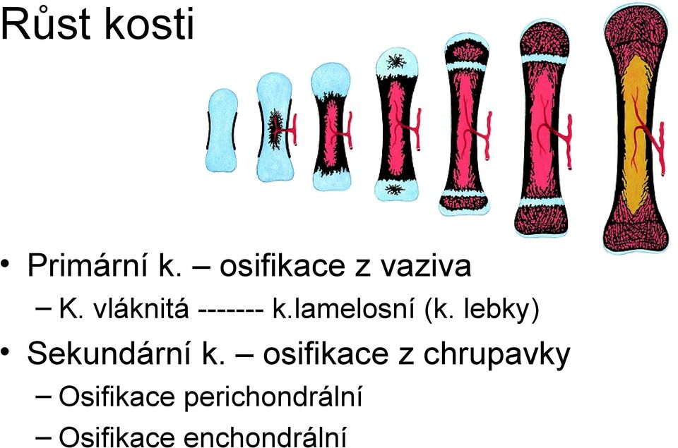 lamelosní (k. lebky) Sekundární k.