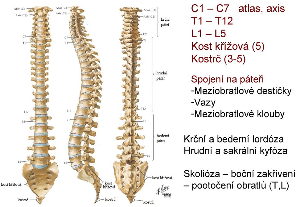 -Meziobratlové klouby Krční a bederní lordóza Hrudní a