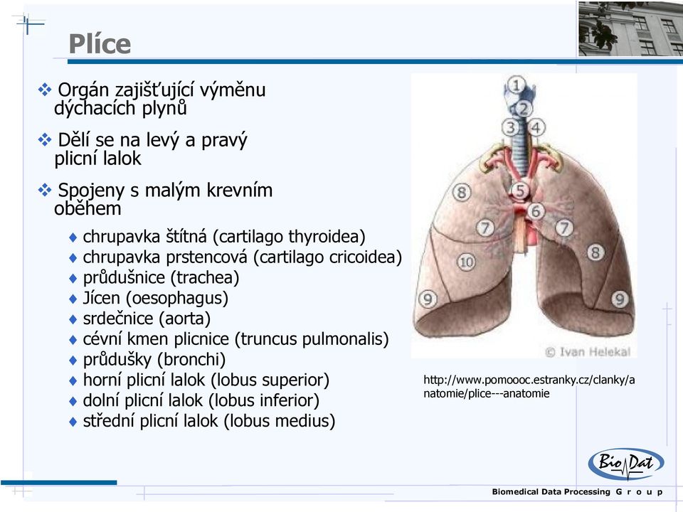 srdečnice (aorta) cévní kmen plicnice (truncus pulmonalis) průdušky (bronchi) horní plicní lalok (lobus superior) dolní