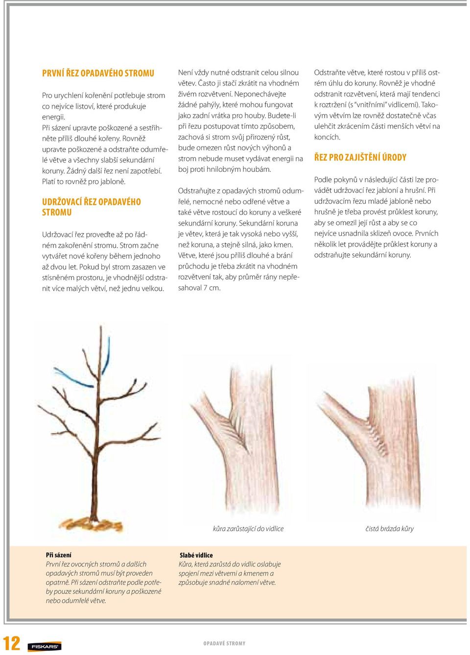 UDRŽOVACÍ ŘEZ OPADAVÉHO STROMU Udržovací řez proveďte až po řádném zakořenění stromu. Strom začne vytvářet nové kořeny během jednoho až dvou let.