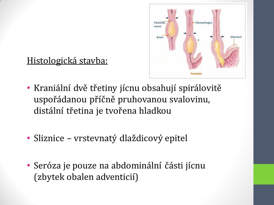 třetina je tvořena hladkou Sliznice vrstevnatý dlaždicový