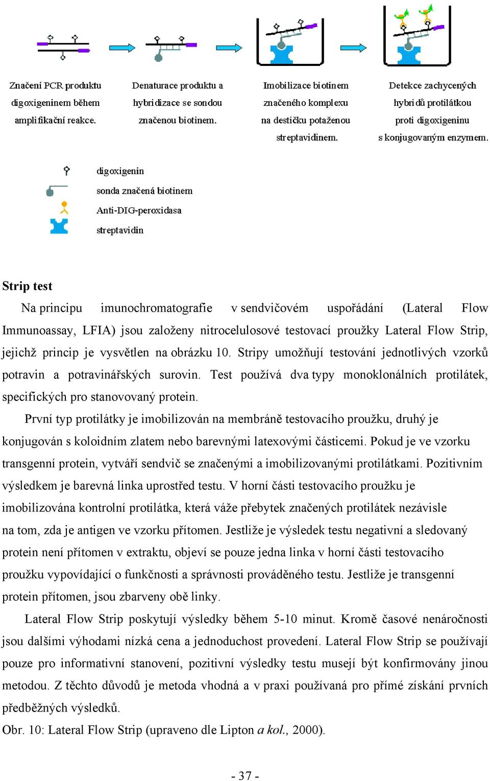 První typ protilátky je imobilizován na membráně testovacího proužku, druhý je konjugován s koloidním zlatem nebo barevnými latexovými částicemi.