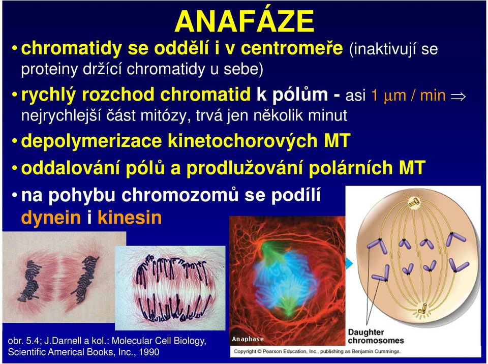 depolymerizace kinetochorových MT oddalování pólů a prodlužování polárních MT na pohybu chromozomů se