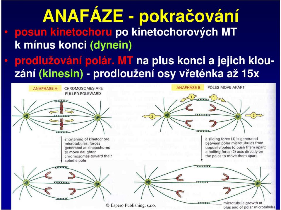 prodlužování polár.