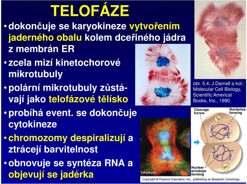 se dokončuje cytokineze chromozomy despiralizují a ztrácejí barvitelnost obnovuje se syntéza RNA a