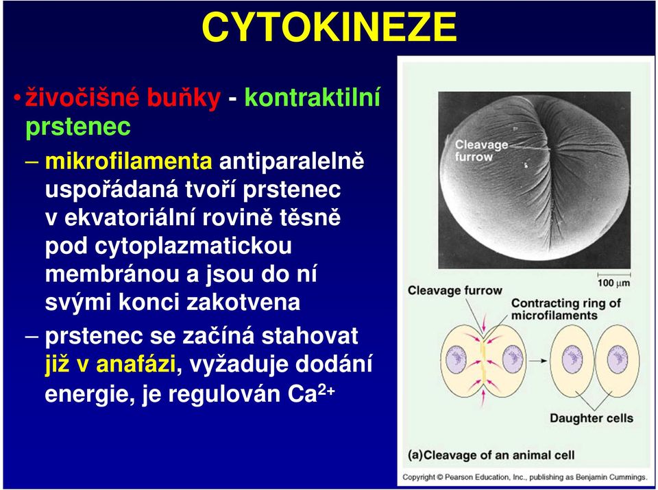 cytoplazmatickou membránou a jsou do ní svými konci zakotvena prstenec