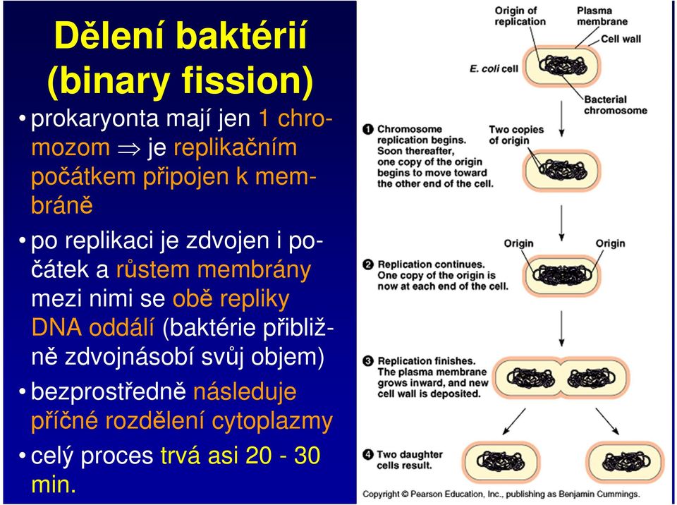 mezi nimi se obě repliky DNA oddálí (baktérie přibližně zdvojnásobí svůj objem)