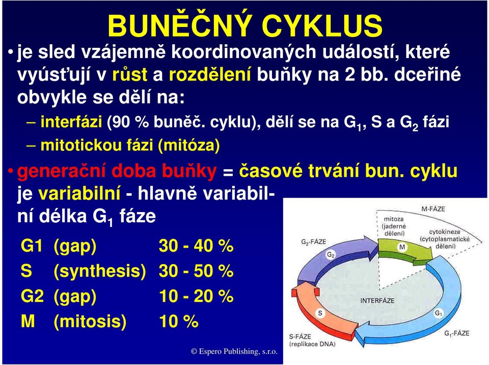 cyklu), dělí se na G 1, S a G 2 fázi mitotickou fázi (mitóza) generační doba buňky = časové trvání bun.