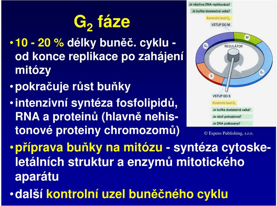 syntéza fosfolipidů, RNA a proteinů (hlavně nehistonové proteiny chromozomů)