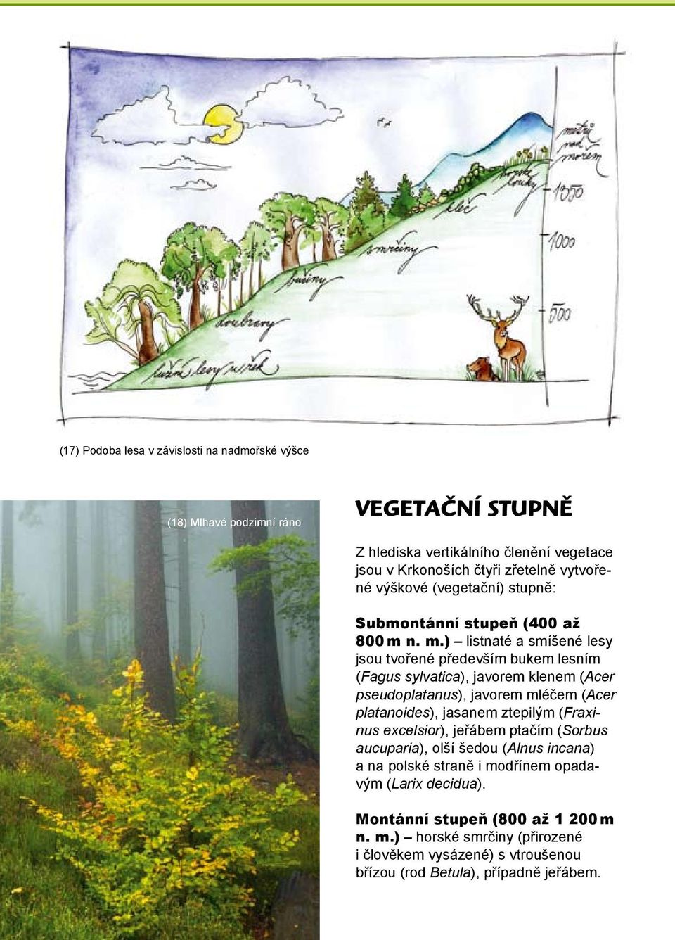 n. m.) listnaté a smíšené lesy jsou tvořené především bukem lesním (Fagus sylvatica), javorem klenem (Acer pseudoplatanus), javorem mléčem (Acer platanoides), jasanem