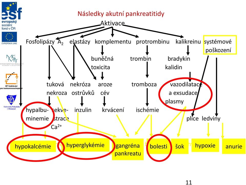 ostrůvků cév a exsudace plasmy hypalbu- sekve- inzulin krvácení ischémie minemie strace plíce ledviny Ca 2+