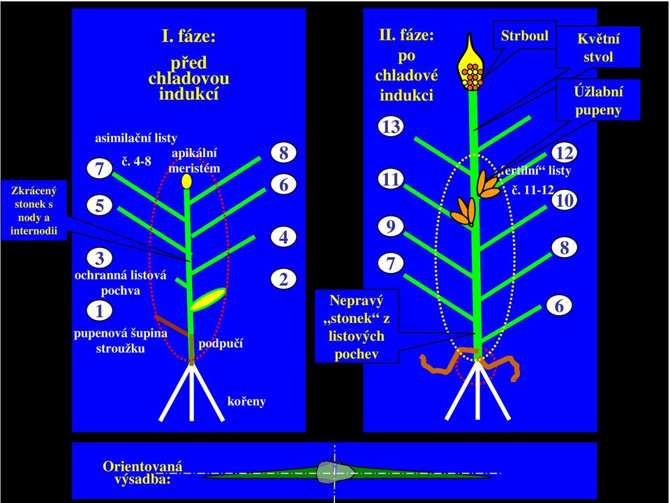 4-8 meristém podpučí 8 6 4 2 zásobní list 13 11 9 7 Nepravý stonek z listových pochev II.