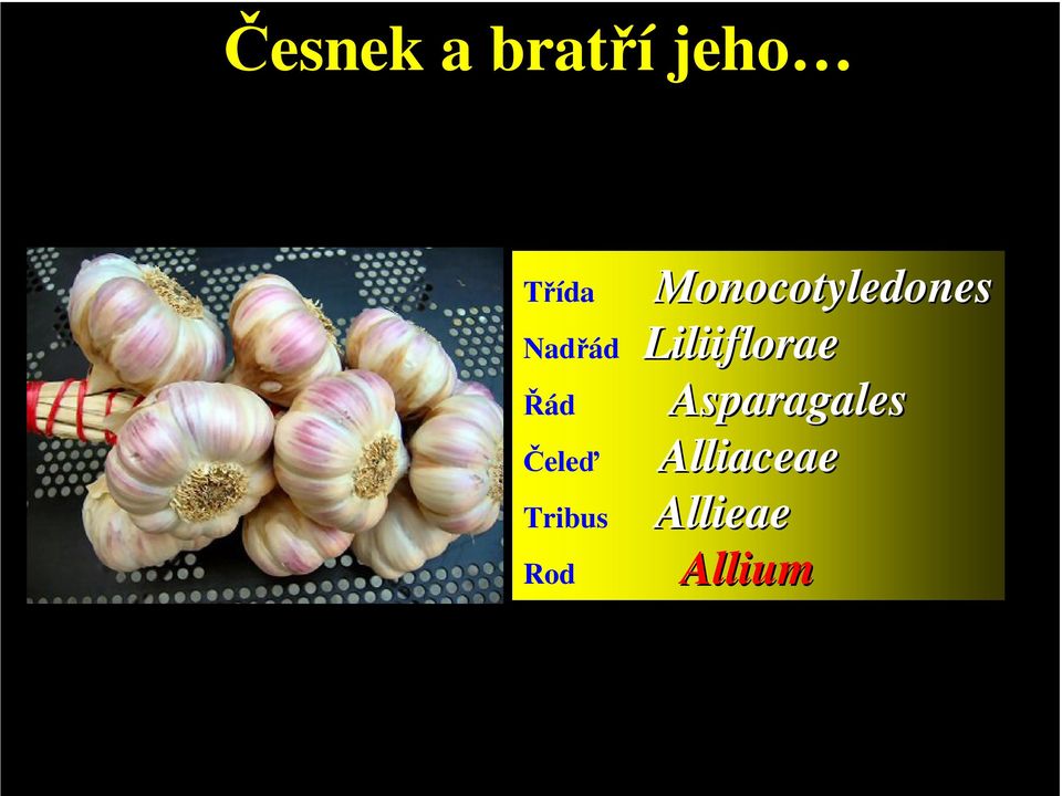 Liliiflorae Řád Asparagales