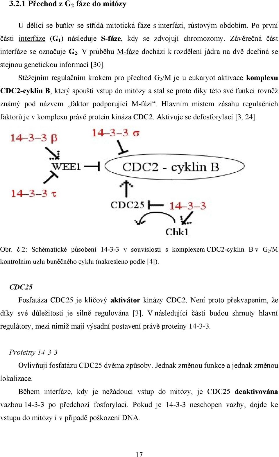 Stěžejním regulačním krokem pro přechod G 2 /M je u eukaryot aktivace komplexu CDC2-cyklin B, který spouští vstup do mitózy a stal se proto díky této své funkci rovněž známý pod názvem faktor