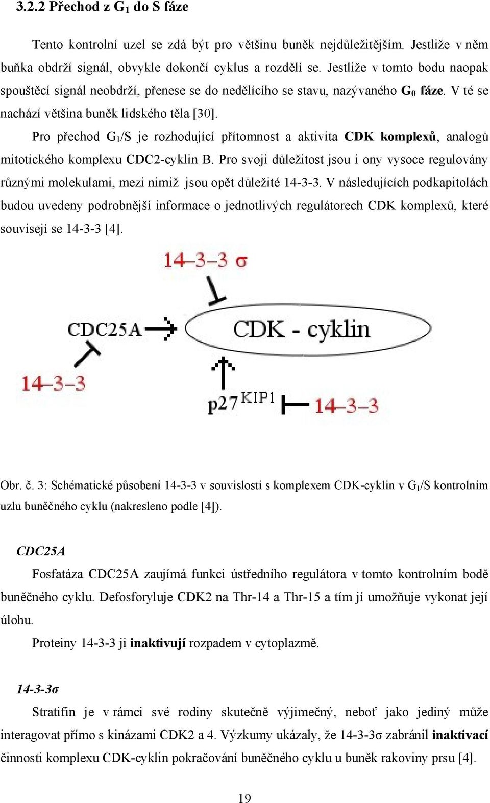 Pro přechod G 1 /S je rozhodující přítomnost a aktivita CDK komplexů, analogů mitotického komplexu CDC2-cyklin B.