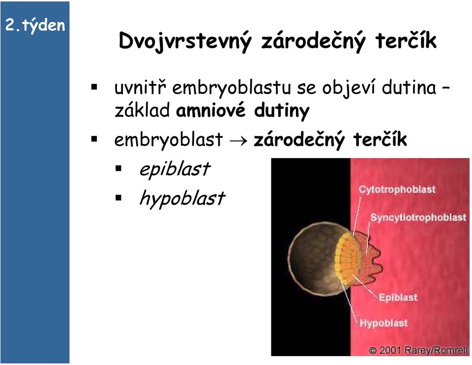 objeví dutina základ amniové dutiny