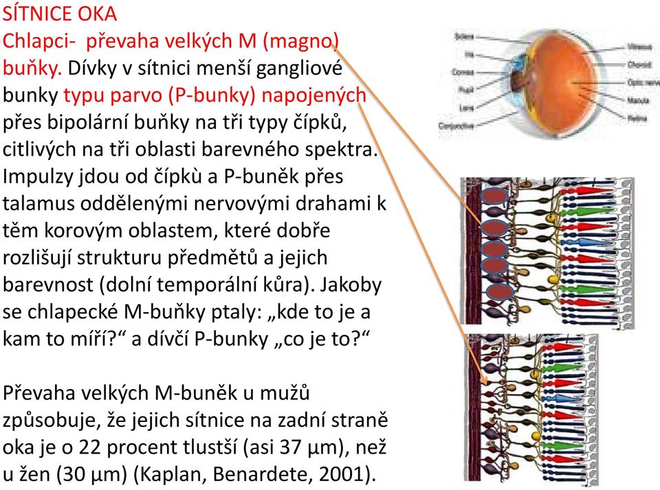 Impulzy jdou od čípkù a P-buněk přes talamus oddělenými nervovými drahami k těm korovým oblastem, které dobře rozlišují strukturu předmětů a jejich barevnost