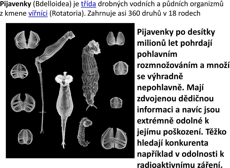 rozmnožováním a množí se výhradně nepohlavně.